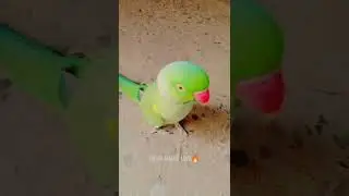 miya mithu talking parrots 🦜🦜 #parrot 🦜🦜 #1millionview #talkingparot #talkingparot #petbird