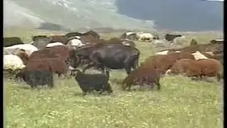 Asık Pasa Susanoglu YAYLALAR