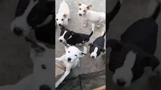 😊 I Love Dogs 😍🐕.                      #viral #love #short video #dogs
