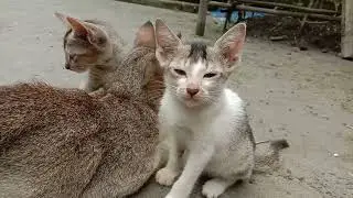 Kittens love their mother. Mother cat and kittens video. Heart touching video #cats #kittens