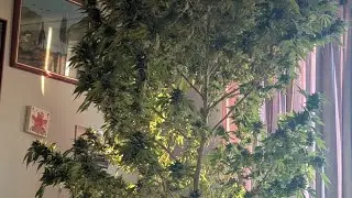 Part 4 Harvest 2025 Blue Razscicle 🪴✌️😎🪴2X2 Tent ⛺ Update Pineapple 🍍 Express 🚉 Seeds...!! 