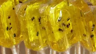 HOTLIX Candy With Edible Insects - WildTravelsTV.com