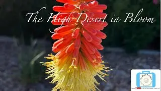 The High Desert in Bloom #AppleValley #VictorValley #california  #flowers #desert #asmr