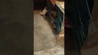 pug baby's life #shortvideo #mypug