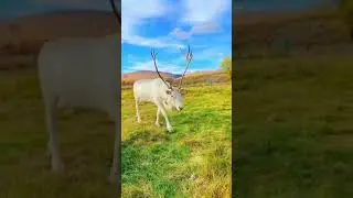 Reindeer, Deer, White Deer