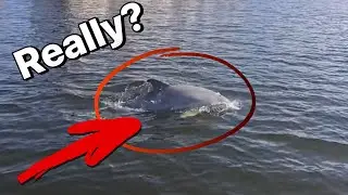 ROGUE DOLPHIN! (nearly stranded me) | Durney Key Island Tour & Waterfront Dining Adventure