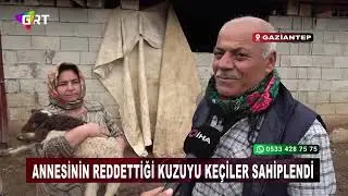 Annesinin Reddettiği Kuzuyu Ke&ccedil;iler Sahiplendi