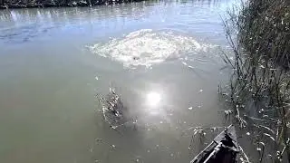 Small Creek, Big Redfish - Redfish on a Bed