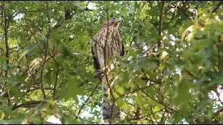 Hawk attack in the Front Yard Garden!