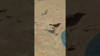 bird name | bird sound | bird feeder | birds | birds drawing | bird videos | birds story