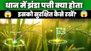 झंडा पत्ता क्या है? धान में झंडा पत्ती को बचाने का सही तरीका और सही दवा | Paddy Farming। Leaf Flag।