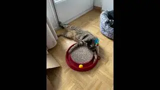 Sunday lazy cat vibes