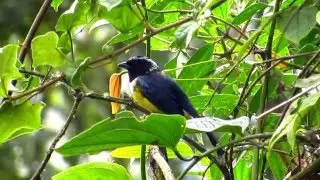Buff-breasted Mountain-tanager,  Dubusia taeniata,  Reserva Rio Blanco, Manizales, Central andes