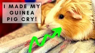 Guinea Pig Bath Time! My guinea pig cried 😢
