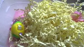Spring Sensory Box