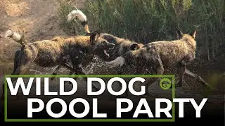 WILD DOG Pool Party