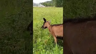 BROWN GOAT 🐐 #youtubeshorts #fyp #ytshorts #satisfying #shorts #asmr #goat