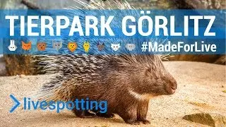 Stachelschweine im TierparkTV beim Tierpark G&ouml;rlitz