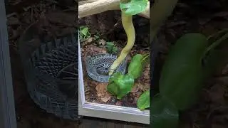 albino boa hanging down from branches to drink #bioactive #boa #snake