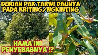 DURIAN PAK TARWI DAUNYA PADA KRITING/NGKLINTING‼️ KITA CEKTERNYATA INI PENYEBABNYA 🌞🐝🪰⁉️