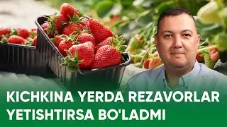 KICHKINA YERDA REZAVOR YETISHTIRSA BO'LADIMI? #fermerlar #podcast #agroblog #agrobiznes