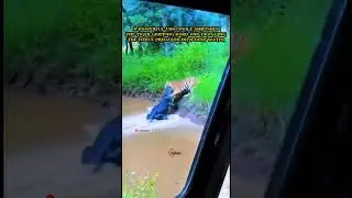 crocodile vs tiger deadly ambush #shorts #animals #wildlife #crocodile #tiger #viral #viralreels