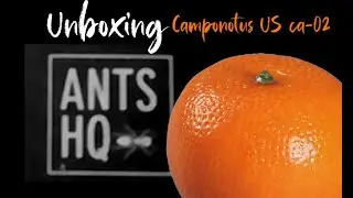 Ants HQ unboxing... Camponotus US ca02... La fourmi mandarine très rare