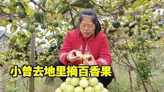 小曾去地里摘了百香果，还顺带摘了满满一篮篮小白菜，农村有块自家地也太幸福啦～ 【侗家老罗】