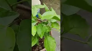 ❤️Dil se mehnat karte raho 👍#gardenplants #plants #ytshorts #proning