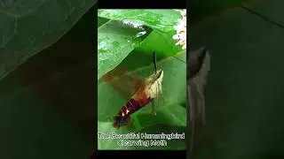 Unbelievable close-up of Clearwing Hummingbird moth