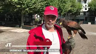 Des faucons pour déloger les pigeons