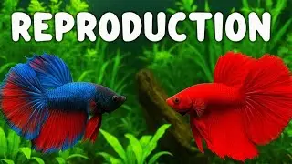 Reproduction: The Fighting Fish (Betta Splendens)