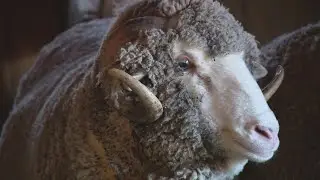 Meet the Chicagoland's curly horned rams before Bears clash with LA