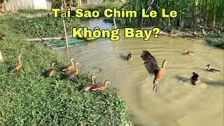 Tại Sao Chim Le Le Nuôi  Không Bay?|Le Le Giống Góc Chăn Nuôi