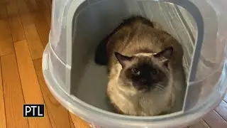 Marvin's Minute: A new litterbox