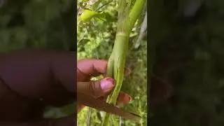Plant Identification Request: Is This 