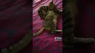 For those that dont have tiktok. #tiktok  #cat #fyp  #who dont have tiktok.