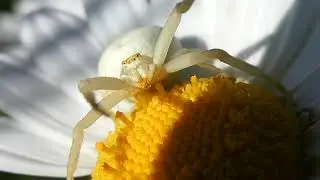 ARAIGN&Eacute;E CRABE / Misumena vatia, la Thomise variable, est une esp&egrave;ce d'araign&eacute;es aran&eacute;omorphes