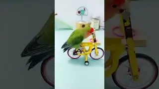 Parrot smart 😂🤣 show #parrotshorts #shorts