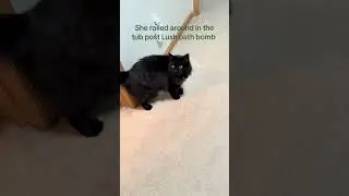 @_lil_lid_: please address this 🫶🏻 #cat  #catlover #kitty