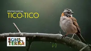 Especial Trechos: Tico-tico além da canção
