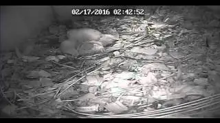 Barred Owls 2016 2/17 2:39am first look sun (cam1)