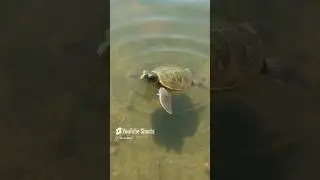 Baby vs Soldier Animals 🥰 | seahorse | dolphin | turtle | #amazinganimals #shorts #youtubeshorts