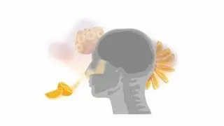 Science Bulletins: Brain Evolution&mdash;The Sweet Smell of Success