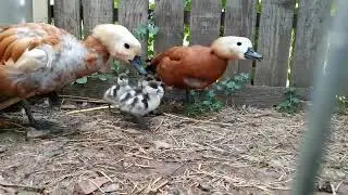 Ruddy shelduck with babies