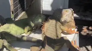 Adult Breeding Group of Hypo Melanistic Iguanas Produce over 30 Bright Yellow Hypos each year