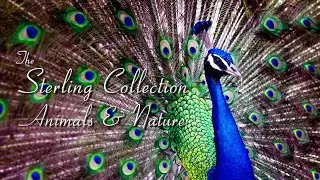 The Sterling Collection [OFFICIAL PREVIEW]