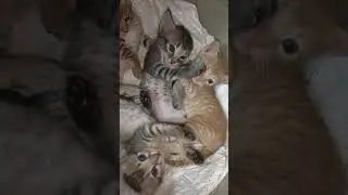 #playingcat