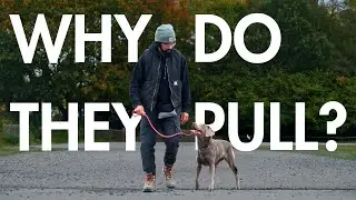 This is why your dog pulls, let's fix it!