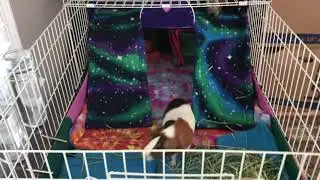 Midwest Cage Expansion part 1